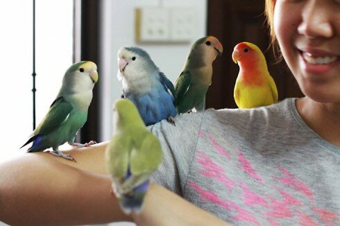 lovebirds lovebirds 490x326